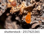 A stunning macro photo capturing the intricate details of amber resin oozing from the bark of a tree.