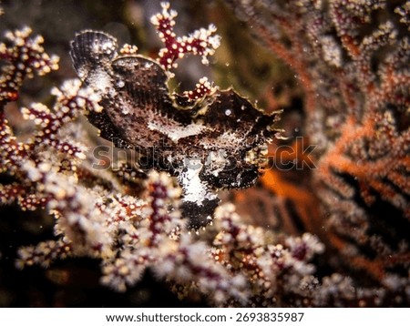 A stunning macro shot captures a Leaf Scorpionfish (Taenianotus triacanthus) perfectly camouflaged amidst the vibrant branches of a soft coral. Its mottled dark brown and white coloration mimics