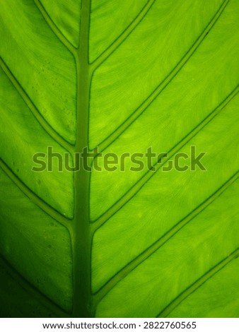 A stunning macro view of a leaf Symmetrical veins radiates from the center under soft light This organic texture is an ideal ecofriendly background for health and wellness designs