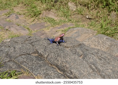 A stunning male agama lizard with vibrant pink and blue colors basks on a rock under the Serengeti sun, showcasing its unique and striking appearance - Powered by Shutterstock