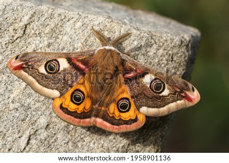 A stunning male Emperor Moth, Saturnia pavonia, perching on a rock in springtime. 