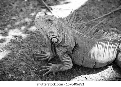 3,108 Lazy lizard Images, Stock Photos & Vectors | Shutterstock