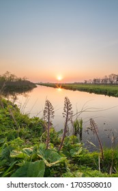 Stunning nature image of the setting sun above the horizon in the Dutch landscape. Wild flowers grow along the bank of the river. - Shutterstock ID 1703508010