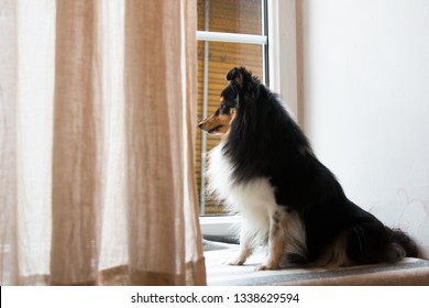 Stunning Nice Fluffy Sable White Black Shetland Sheepdog, Sheltie Sitting On The Windowsill And Looking Out The Window. Small, Little Collie, Lassie Dog Waiting For Owner To Come Home In Cozy Interior