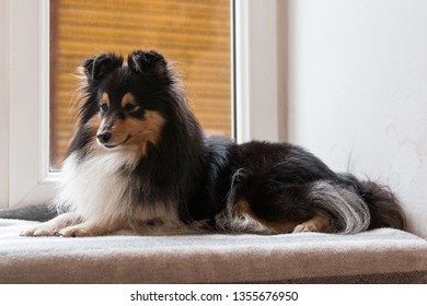 Stunning Nice Fluffy Sable White Black Shetland Sheepdog, Sheltie Sitting On The Windowsill And Looking Out The Window. Small, Little Collie, Lassie Dog Waiting For Owner To Come Home In Cozy Interior