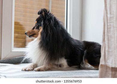 Stunning Nice Fluffy Sable White Black Shetland Sheepdog, Sheltie Sitting On The Windowsill And Looking Out The Window. Small, Little Collie, Lassie Dog Waiting For Owner To Come Home In Cozy Interior