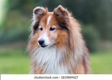 Stunning nice fluffy sable white shetland sheepdog, sheltie outside portrait on a foggy summer, autumn day. Small lassie, little collie dog with grey eyelashes smiling outdoors with green background