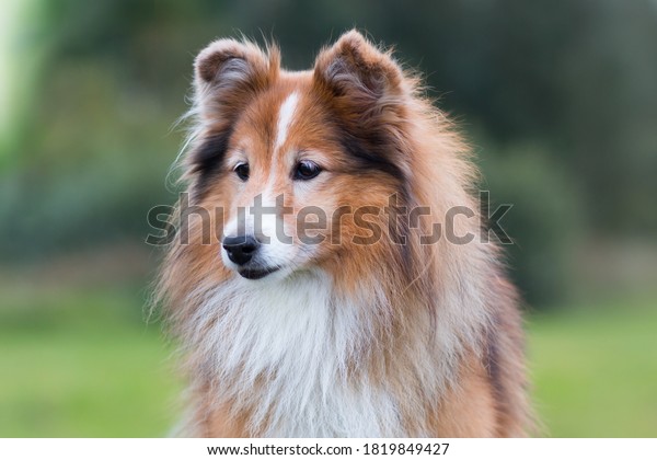 Stunning nice fluffy sable white shetland\
sheepdog, sheltie outside portrait on a foggy summer, autumn day.\
Small lassie, little collie dog with grey eyelashes smiling\
outdoors with green\
background
