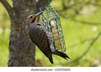 A Stunning Northern Flicker Eats A Suet Cake