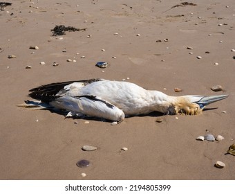 Stunning number of dead northern gannets on the beaches of the north sea, Jutland, Denmark. Likely victims of Avian (avian flu, bird flu) - Shutterstock ID 2194805399