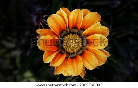 stunning orange flower, taken in Morocco, north african country. Shallow depth of field against wild dark background with focus on central macro flower