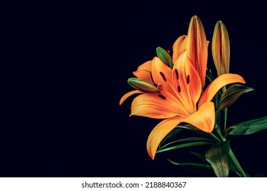 Stunning orange lily on a dark background. Rich saturated color. Abstract nature background. Still life. Colorful flower on dark tone wall. - Powered by Shutterstock