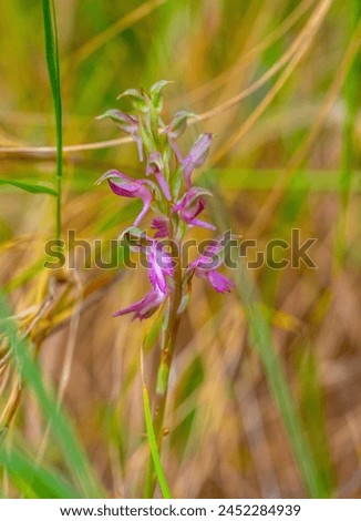 Image, Stock Photo Vibrant Orchis Langei Flowers in Natural Habitat