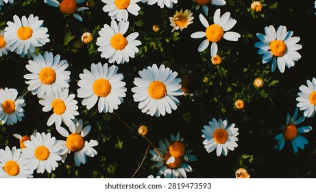 A stunning overhead flat lay of multiple white daisy flowers with yellow centers arranged closely together against a deep dark black background.