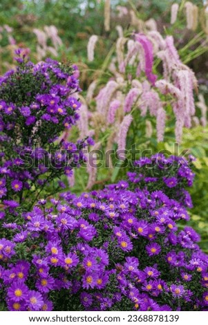 Stunning perennial autumn flowering violet purple aster flowers. Photographed on a sunny day in September at Wisley garden, Surrey UK. 