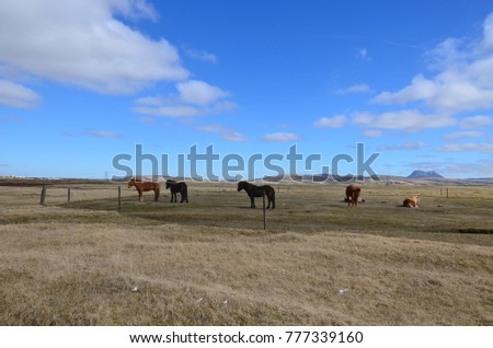 Similar – Foto Bild Icelandic horse in black and white photography