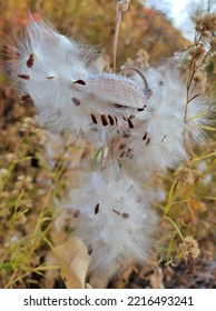 A Stunning Photo Of White Fluffy Flowers With Seeds. 