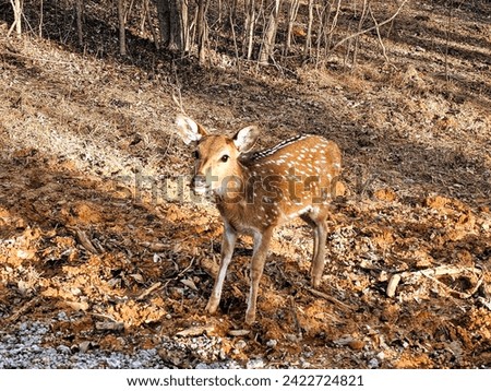 A stunning photograph of Bambi walking through the woods. This breathtaking image captures the essence of the great outdoors and brings the majesty of wildlife straight to your home or office. 