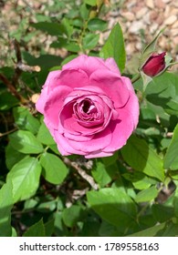 Stunning Pink Heirloom Rose With A Lovely Green Background.