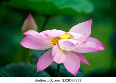 A stunning pink lotus flower blossoms gracefully, showcasing delicate petals and a vibrant yellow center, surrounded by lush greenery in a serene natural setting. - Powered by Shutterstock