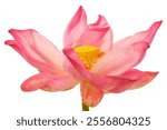 A stunning pink lotus flower in full bloom, showcasing delicate petals and vibrant color. This serene and beautiful plant represents purity and tranquility in nature.