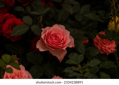 Rosa rosa asombroso con