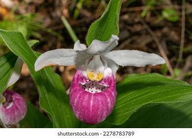 Stunning pink Showy Lady's Slipper Orchid bloom with its pouch-like labellum that varies in color from pale pink to deep magenta.  White petals and sepals. - Shutterstock ID 2278783789