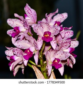 Stunning pink spotted Cattleya amethystoglossa, an orchid species, in full bloom.