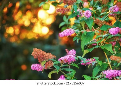 Stunning Pink Summer Lilac Flower Bush At Sunset Against A Blurred Copy Space Background With Bokeh. Delicate Wild Blossoms Growing In Garden At Dawn. Fragile Magenta Blooms With Lush Leaves In Field