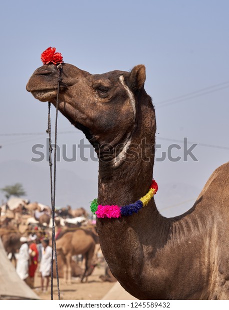 Stunning Portrait Camel Decorated Flowers Colorful Stock Image