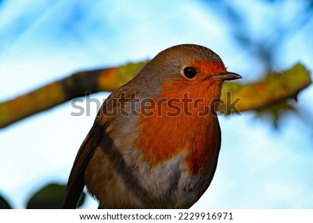 Similar – Image, Stock Photo Pretty bird Beautiful Life