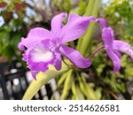 The stunning purple Cattleya orchid, with its velvety petals and intricate lip, is the star of this botanical portrait. Its graceful form, approximately 15 centimeters in height, is perfectly showcase