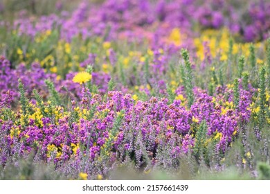 Stunning purple and yellow heather. Vibrant coastal heathland on English south coast. Nature conservation zone. 