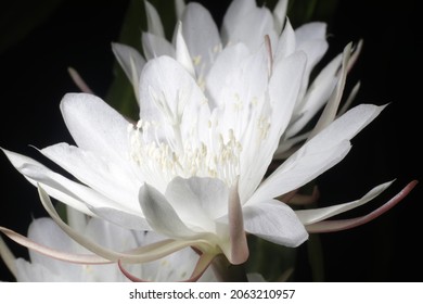 A Stunning Queen Of The Night Flower Is Blooming In The Night. Macro.