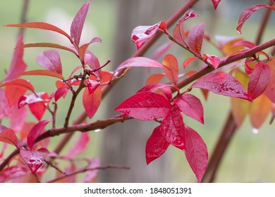 Stunning rain soaked red leaves of the Blueberry plant, Vaccinium 'Patriot', in autumn, close-up, green background