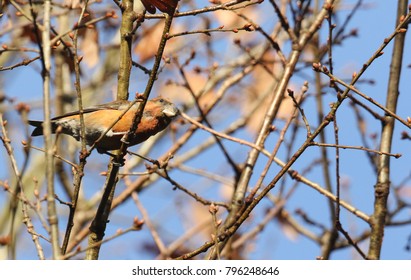 A stunning rare male Parrot Crossbill (Loxia pytyopstittacus) perched on the branch of an Oak Tree in winter. - Shutterstock ID 796248646