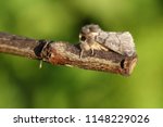 A stunning rare Oak Processionary Moth (Thaumetopoea processionea) perching on a twig.