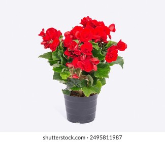 A stunning red Begonia in full bloom, potted in a sleek black pot. The vibrant red flowers and lush green leaves are beautifully showcased against a clean, white background. - Powered by Shutterstock