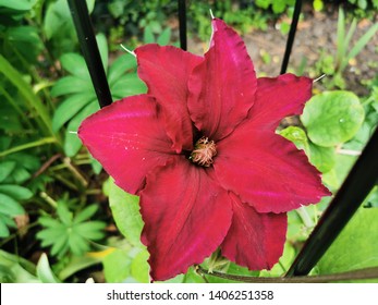 A Stunning Red Clematis. Clematis Rebecca 