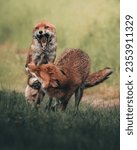 Stunning Red Fox Images, foxes play fighting, foxes yawning, funny fox images