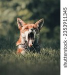 Stunning Red Fox Images, foxes play fighting, foxes yawning, funny fox images