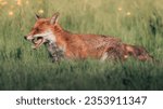 Stunning Red Fox Images, foxes play fighting, foxes yawning, funny fox images