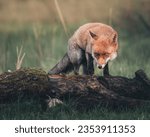 Stunning Red Fox Images, foxes play fighting, foxes yawning, funny fox images