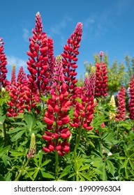 Stunning red lupin flowers with green foliage, phtographed against a clear blue sky in an English cottage garden in West Sussex UK.