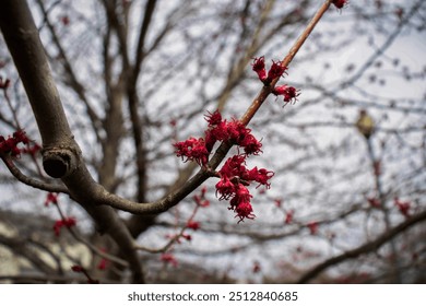 A stunning red maple tree (acer rubrum) blooming delicate pink flowers, signaling the end of winter and the arrival of springtime.