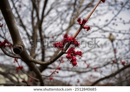 A stunning red maple tree (acer rubrum) blooming delicate pink flowers, signaling the end of winter and the arrival of springtime.