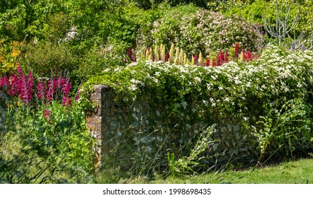 Stunning Red  And Yellow Lupins In A Mixed Herbaceous Border, Photographed In A Mature English Cottage Garden Near Lewes In East Sussex UK. Old Wall In Foreground.
