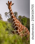 A stunning reticulated giraffe standing tall in the African savanna. The intricate patterns of its coat contrast beautifully with the lush green surroundings, capturing the essence of wildlife.