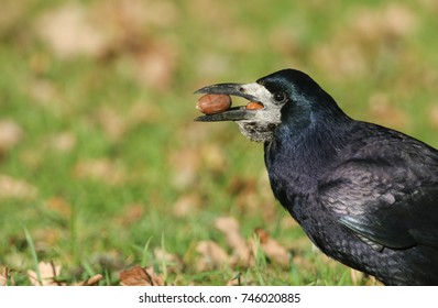 A Stunning Rook (Corvus Frugilegus) Perched On The Grass With An Acorns In Its Beak. It Is Collecting Food To Store For The Winter.