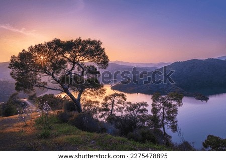 Stunning scenery. A tree by the lake at sunset with a path in the background.